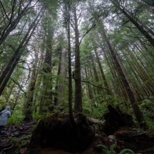 Er is een overeenkomst bereikt tussen BC First Nations en het bosbouwbedrijf om het kappen van oude bomen uit te stellen